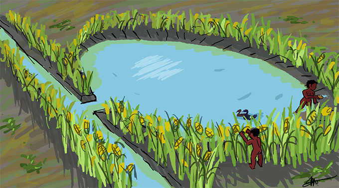 An illustration of a circular blue pond connected to a narrow channel through the small opening. The green corn plants fall into the pond and line the edges of the canal.