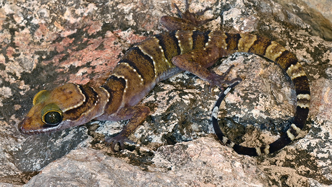 A gecko from gender Cyrtodactylus